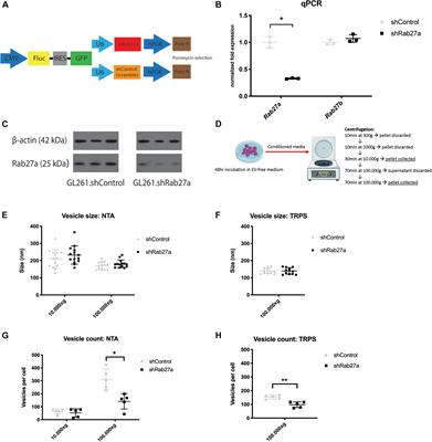 Versatile Role of Rab27a in Glioma: Effects on Release of Extracellular Vesicles, Cell Viability, and Tumor Progression